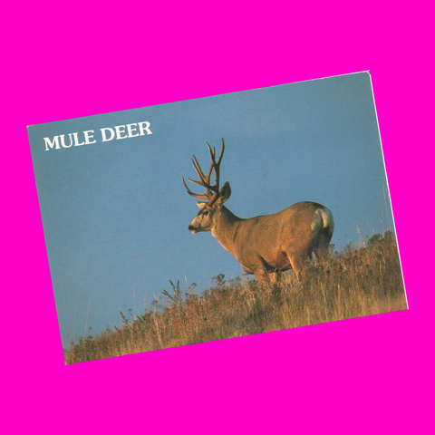 Mule Deer Postcard - More Styles!