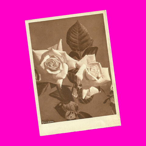 Roses Postcard