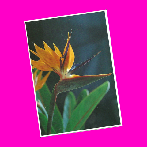 Hawaiian Flowers Postcard