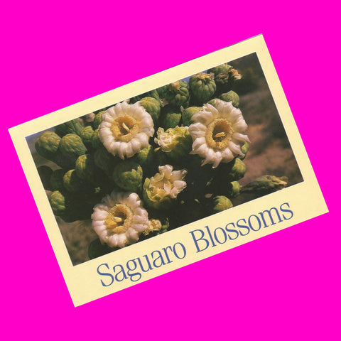 Saguaro Blossoms Postcard