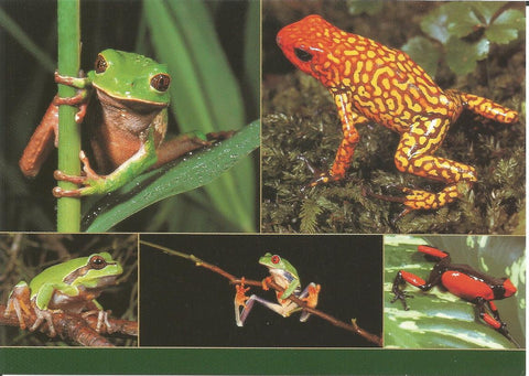 Red-Eyed Tree Frog Postcard