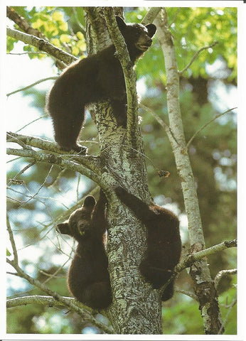 North American Wildlife - Black Bear Postcard - More Styles!