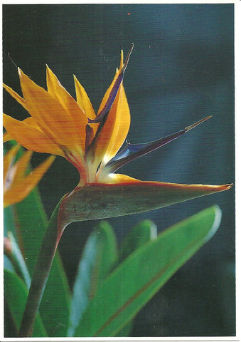 Hawaiian Flowers Postcard