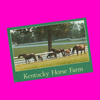 USA - Kentucky - Horse Farm Postcard