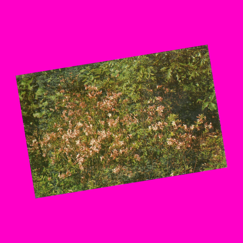 USA - Missouri - Ozarks - Azaleas in Bloom Postcard