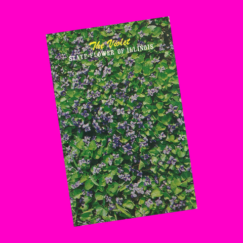 USA - Illinois - State Flower Violet Postcard