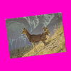 Mule Deer Postcard - More Styles!
