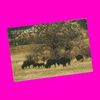 USA - Wyoming - Scenic Postcard Set