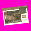 USA - Wyoming - Wildlife Postcard Set