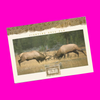 USA - Wyoming - Wildlife Postcard Set
