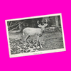 USA - Michigan - Traverse City Postcard Set