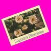 Saguaro Blossoms Postcard