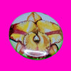 Postage Stamp Pinback Button - More Styles!