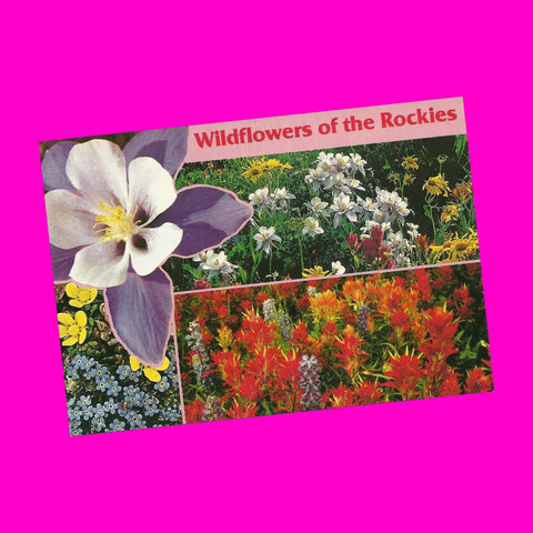 Wildflowers Postcard - More Styles!