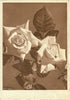 Roses Postcard