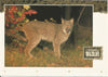 USA - Wyoming - Wildlife Postcard Set