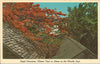 USA - Florida - Florida Keys - Flame Tree Postcard