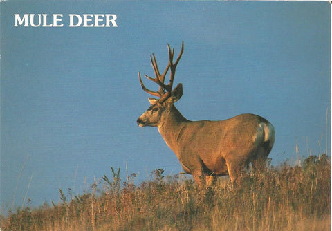 Mule Deer Postcard - More Styles!