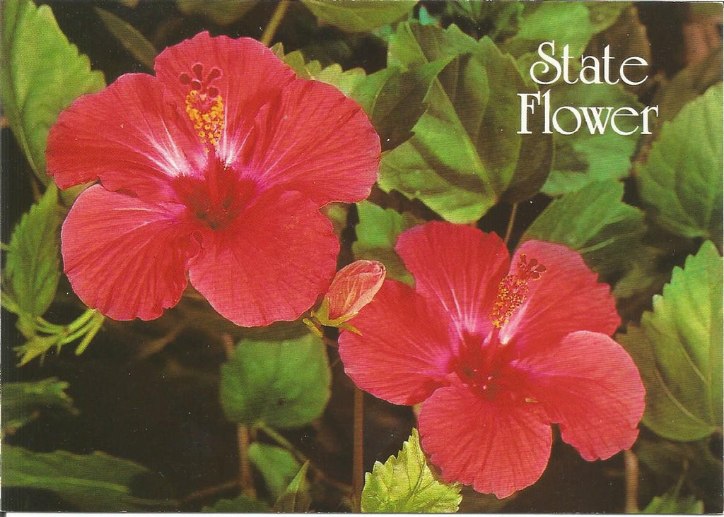 USA - Hawaii - Hibiscus State Flower Postcard