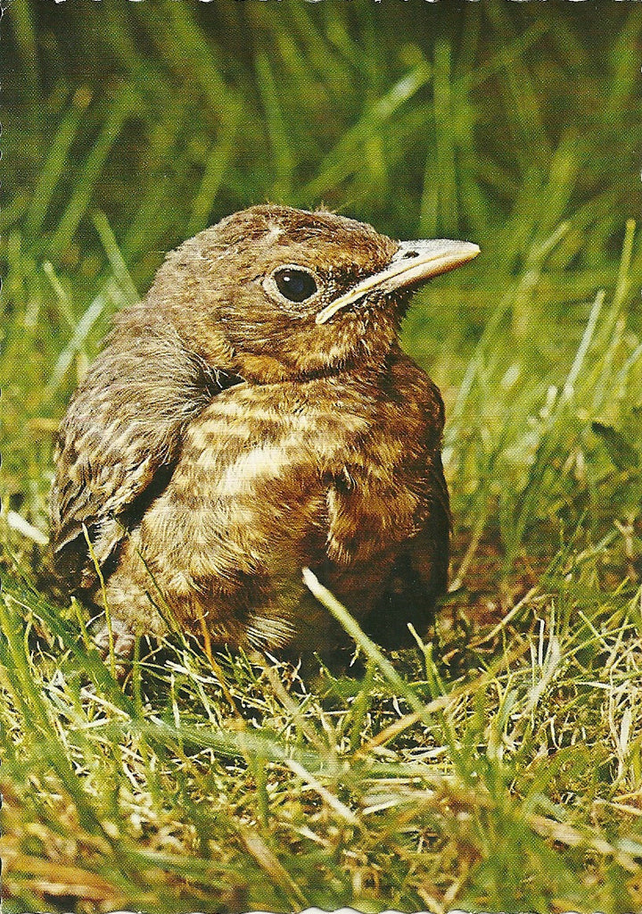 Blackbird Postcard