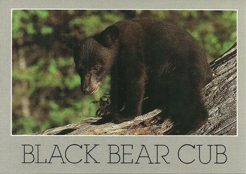 Black Bear Cub Postcard