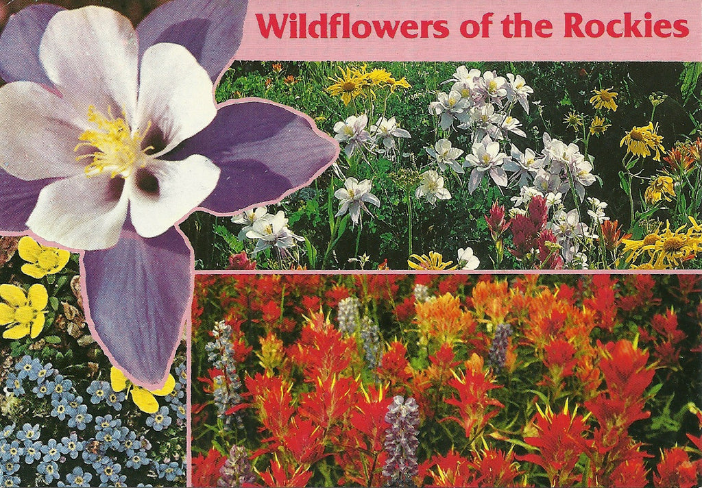 Wildflowers Postcard - More Styles!
